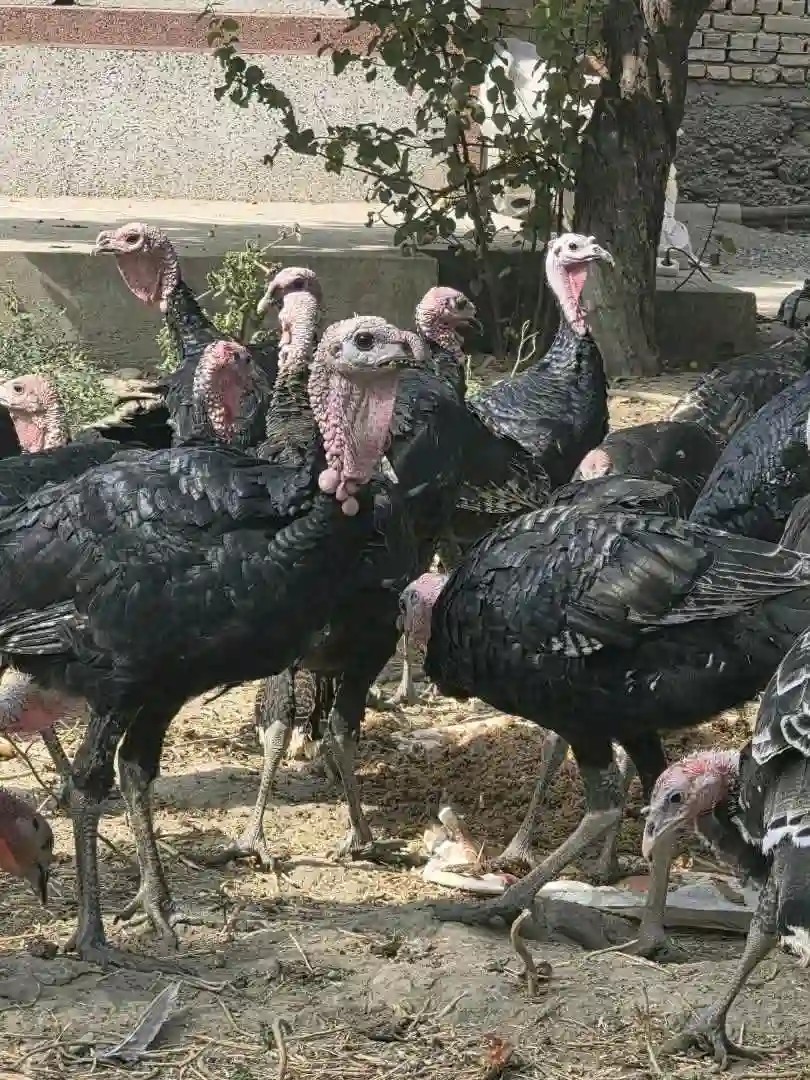 танҳо хурӯзҳояш фурӯши аст !