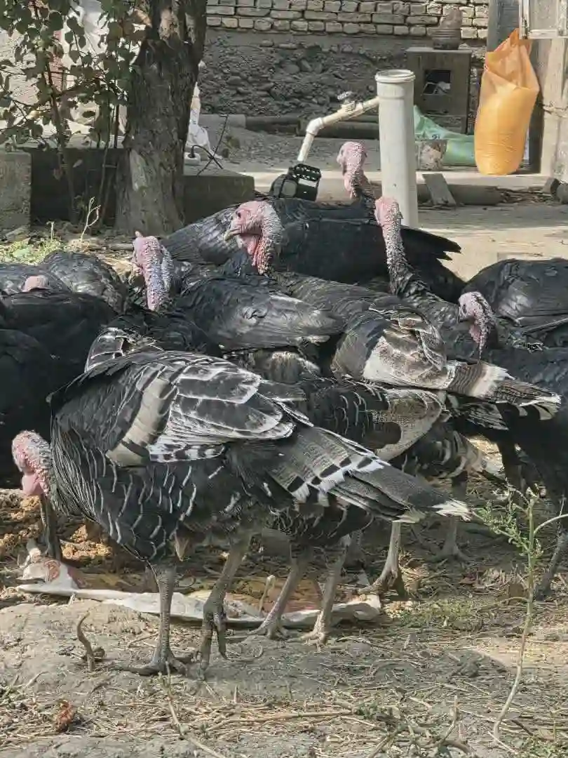 танҳо хурӯзҳояш фурӯши аст !