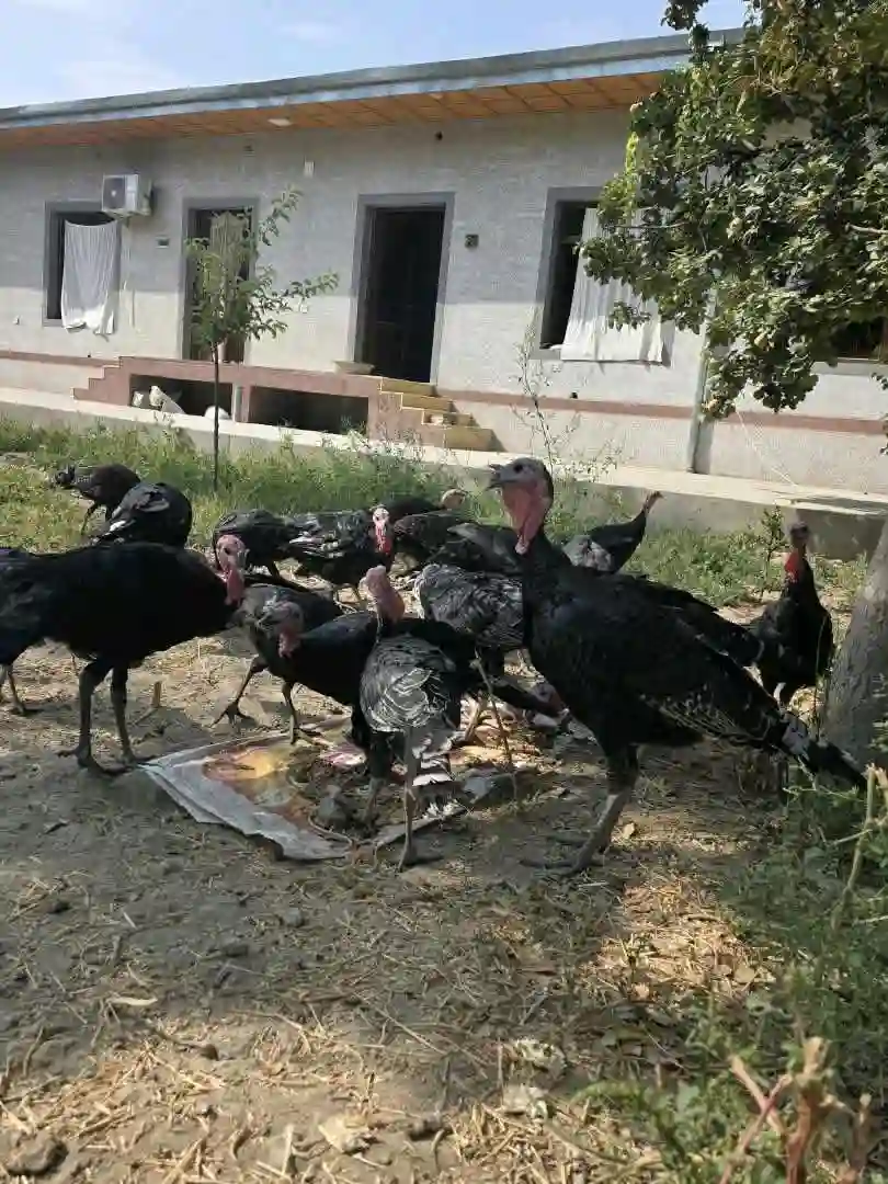 танҳо хурӯзҳояш фурӯши аст !