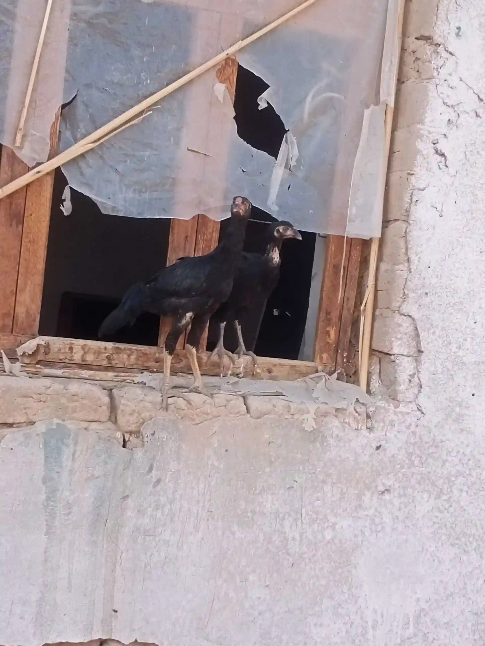 Дакан