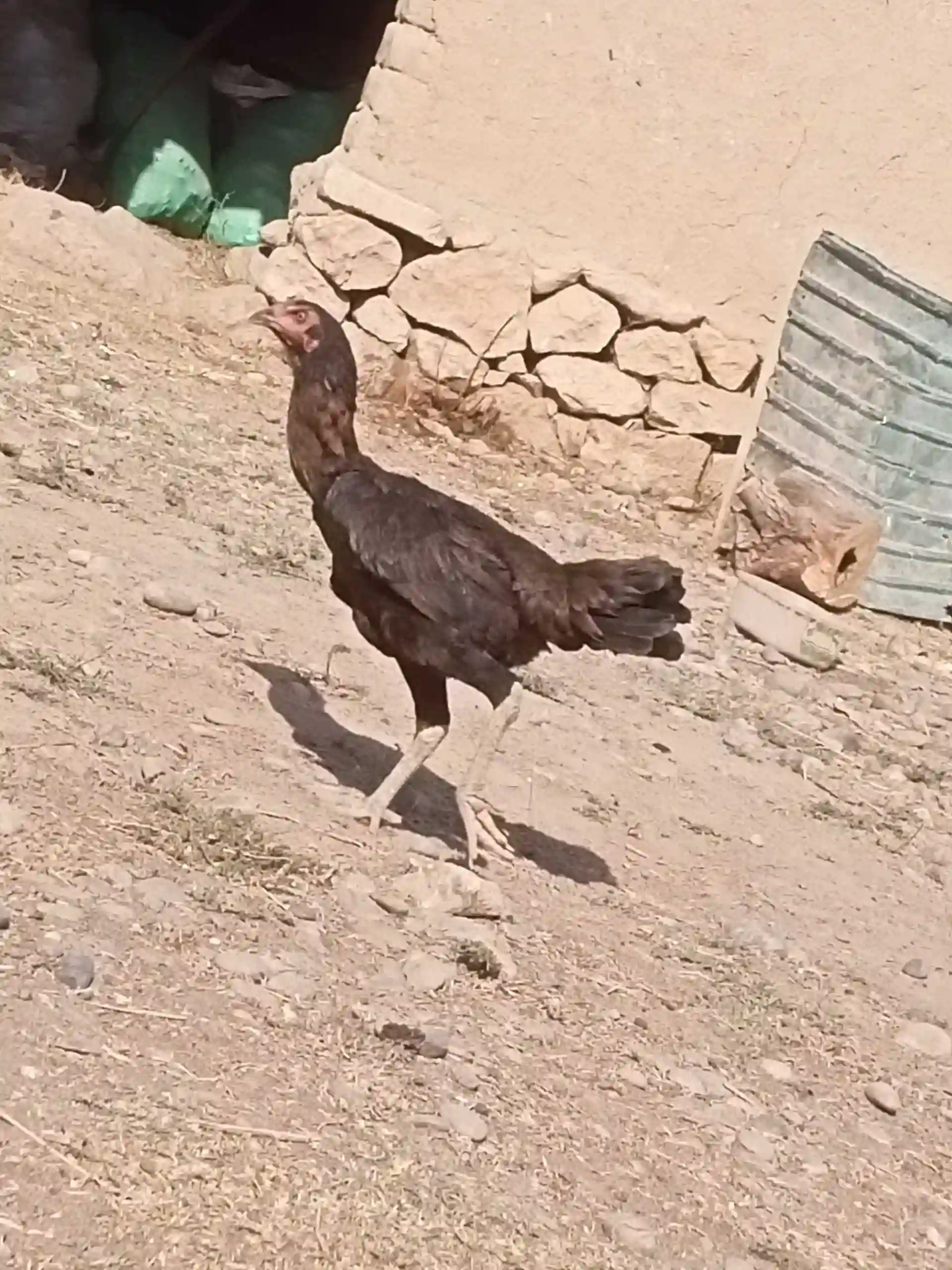 Дакан
