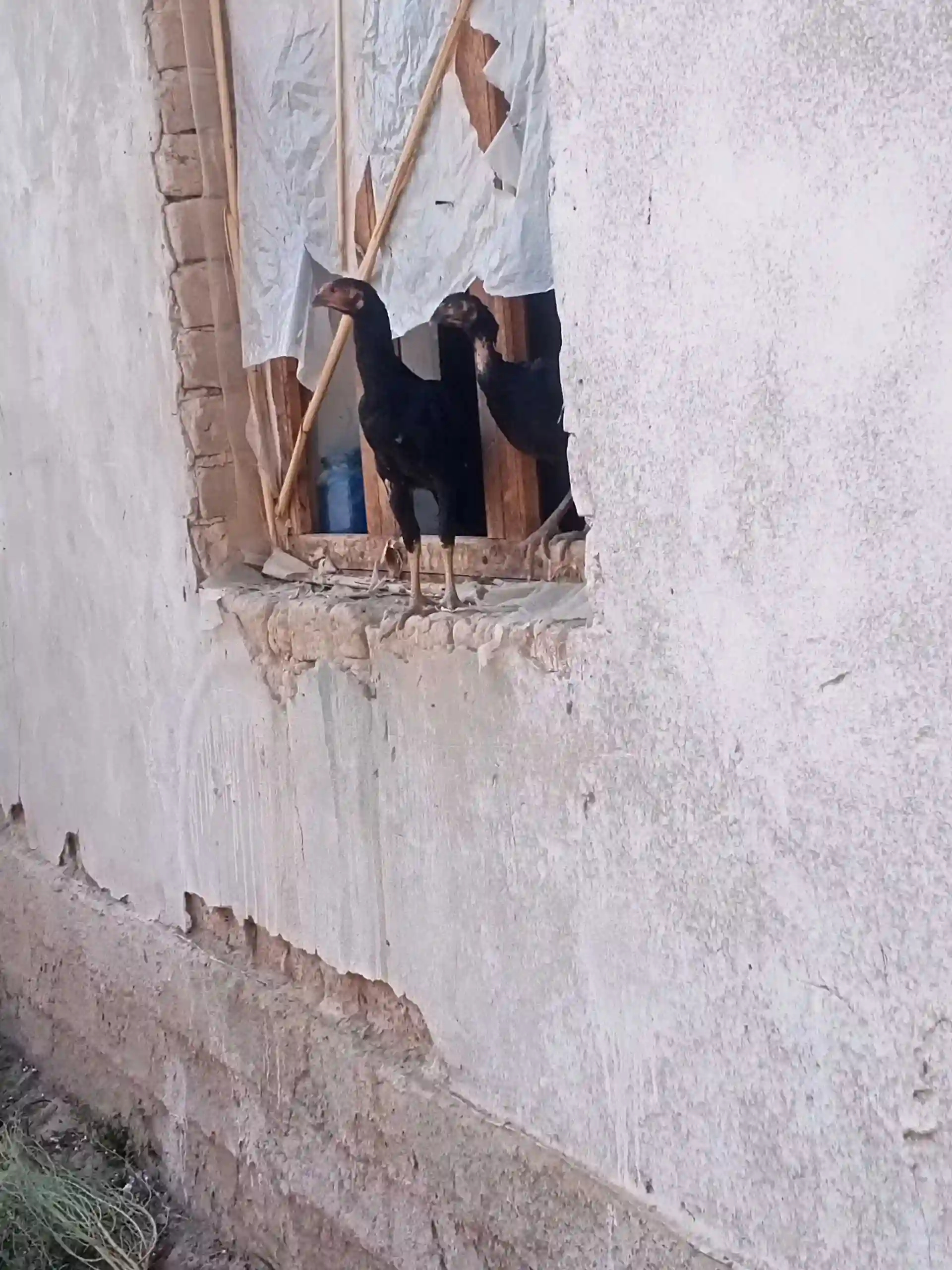 Дакан