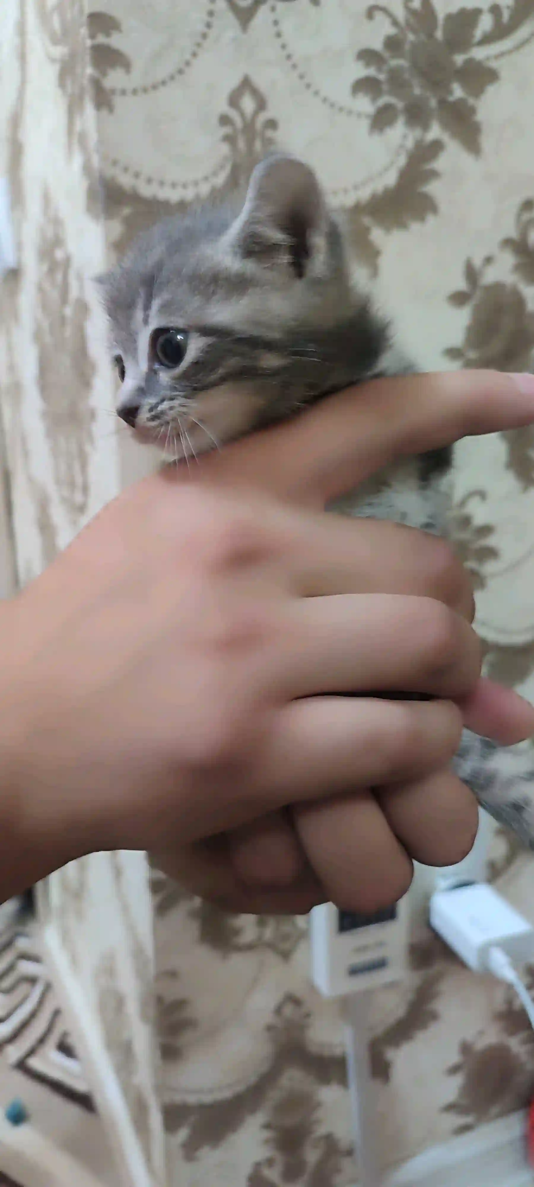 Шотландский котенок 