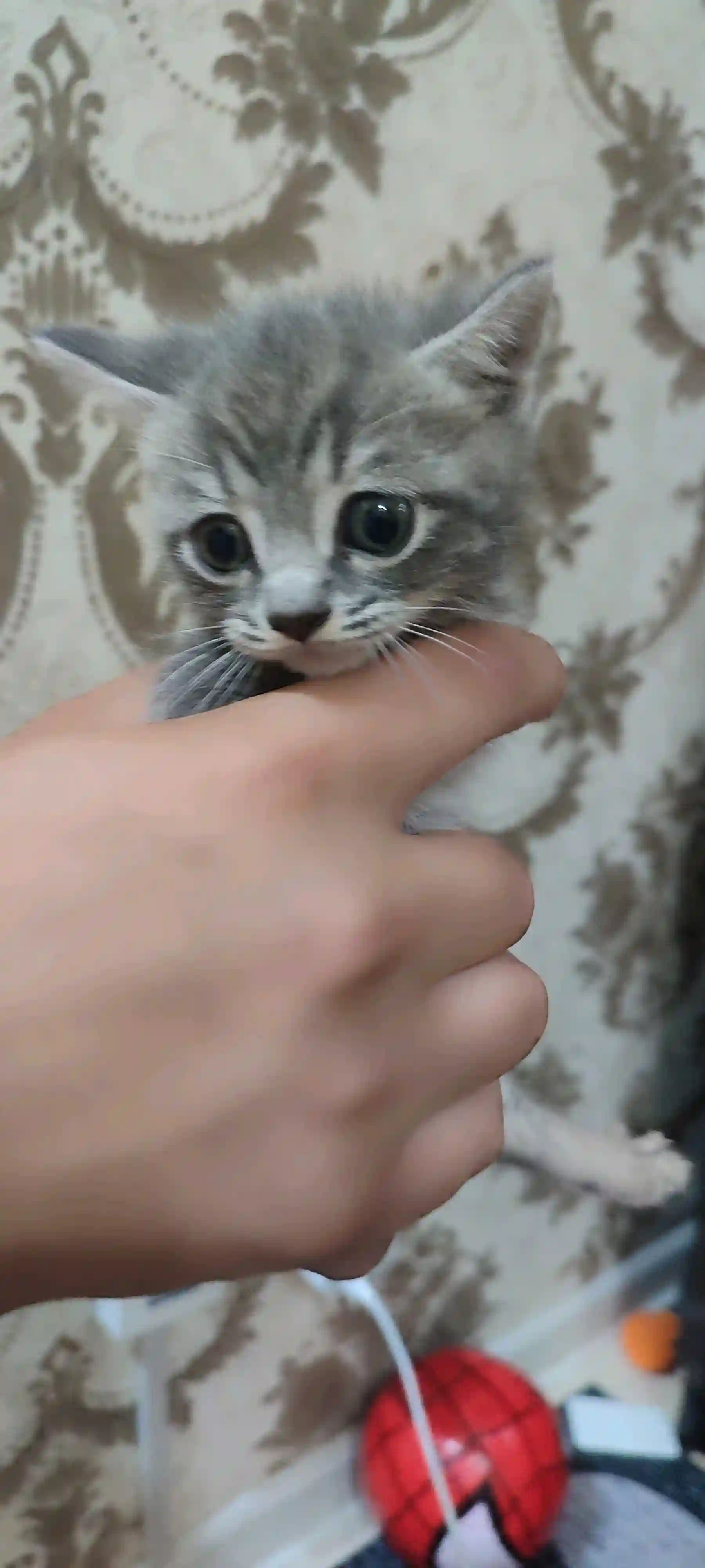 Шотландский котенок 