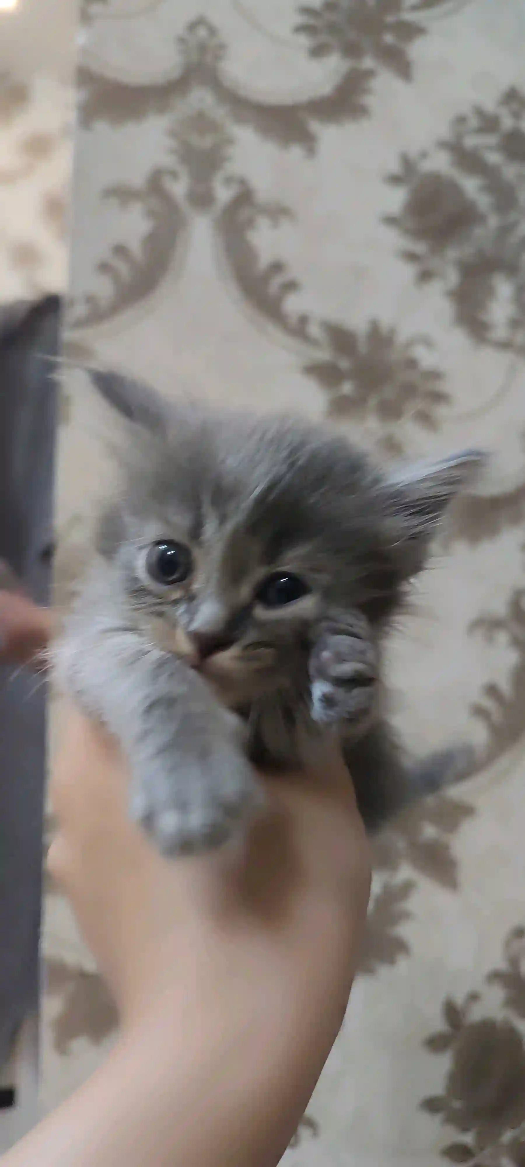 Шотландский котенок 