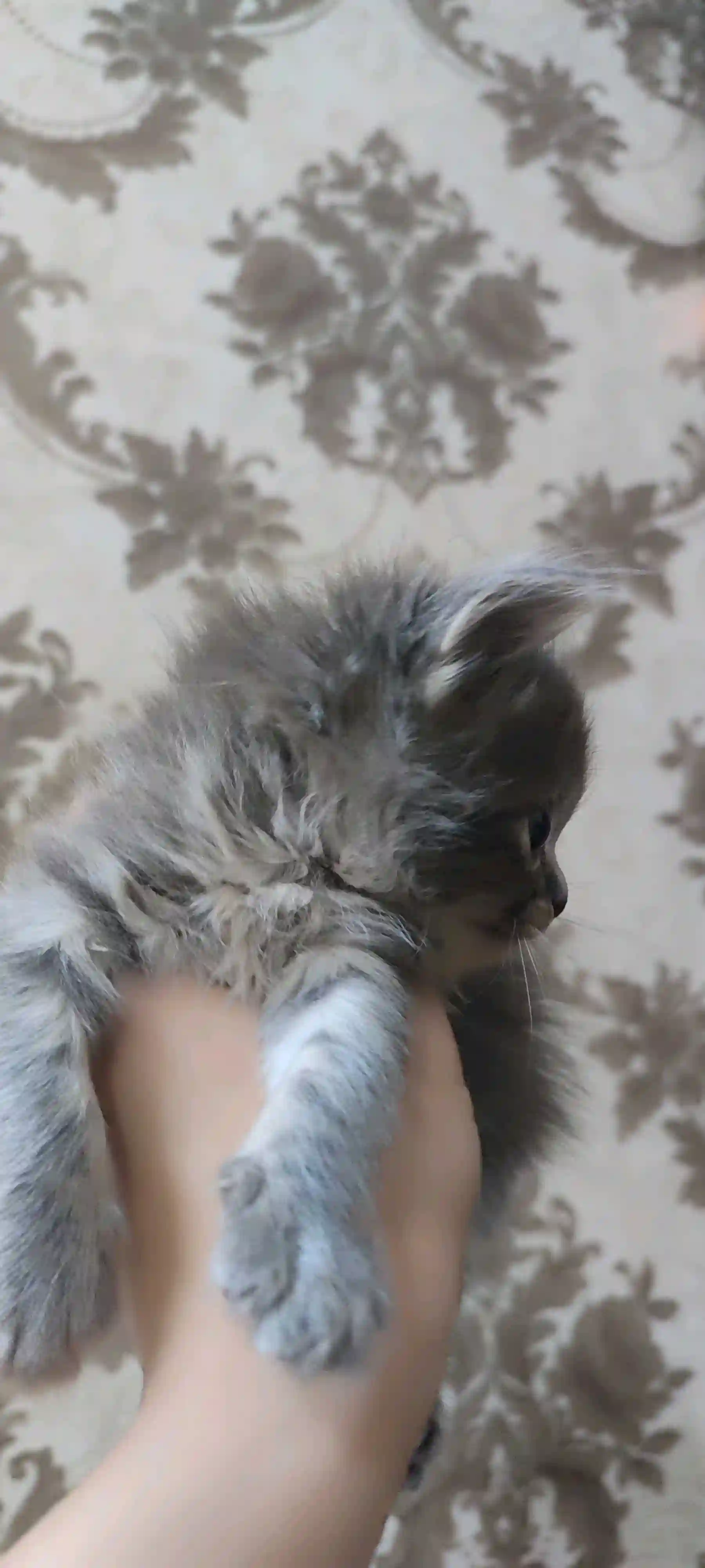 Шотландский котенок 