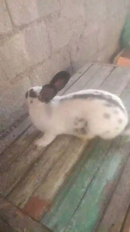 стракач