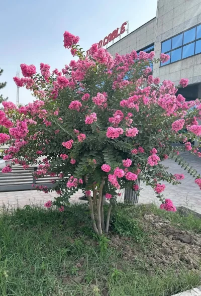 Индийский Сирень — миниатюра 1