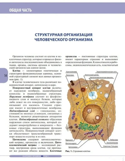 Книга Анатомия человека — миниатюра 3