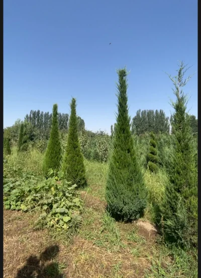 Можжевельник — миниатюра 1