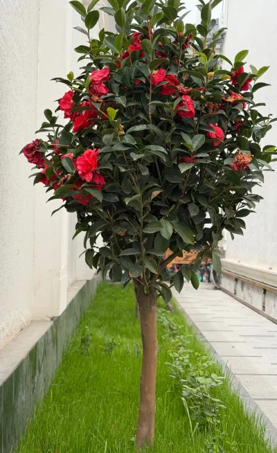 Камелия — миниатюра 1