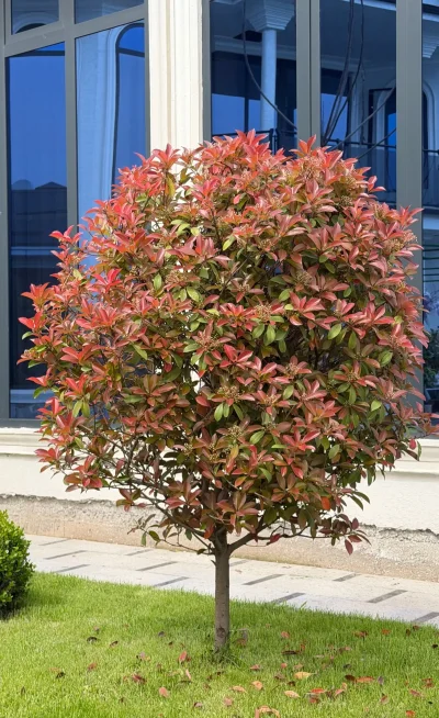 Фотиния — миниатюра 1