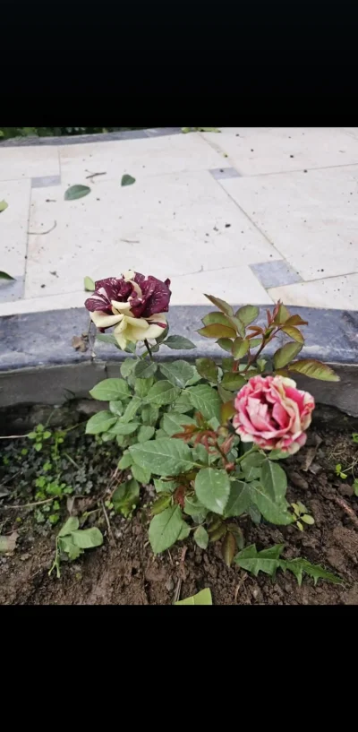 Роза иранский — миниатюра 1