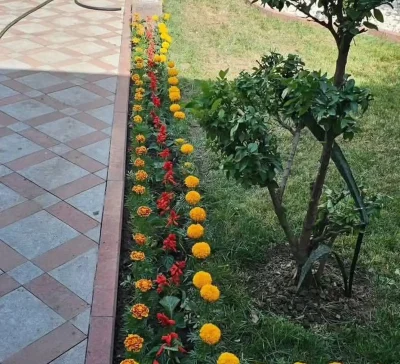 Гули мавсими — миниатюра 1
