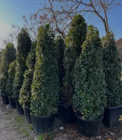 Ёсамин — миниатюра 1
