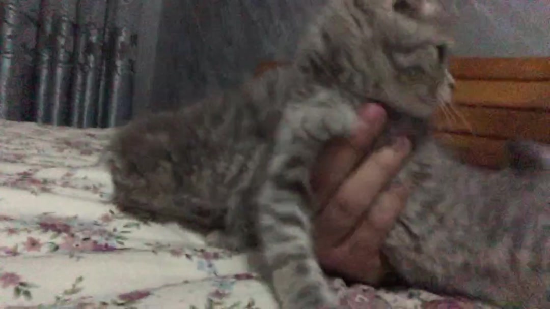 котята вислоухие 4 месяца